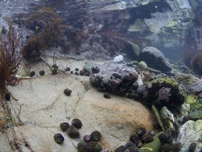 Underwater view of a rock pool with sea snails