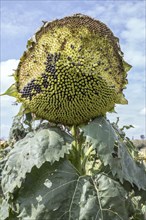 Overripe sunflower loses its seeds