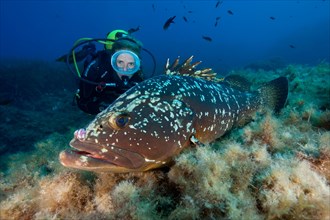 Diver and dusky grouper
