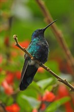 Great Violet-eared Hummingbird
