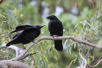 Australian raven