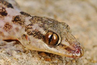 Half-fingered gecko