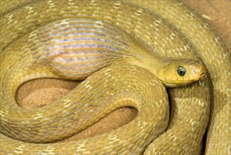 African Egg-eater Snake