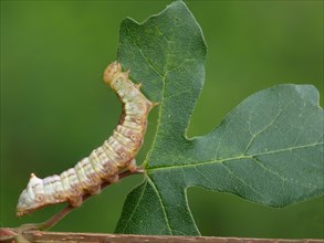 Prominent caterpillar of maple