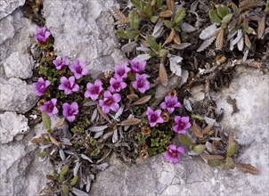 Purple Saxifrage