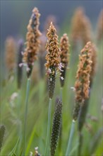 Bent foxtail grass