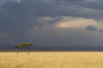 View of savannah habitat with acacia trees and approaching thunderstorm