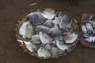 Reef fish for sale at Negombo market