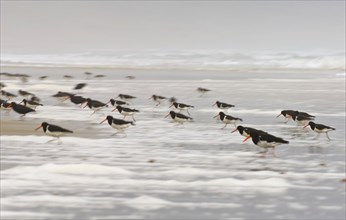 South island oystercatcher