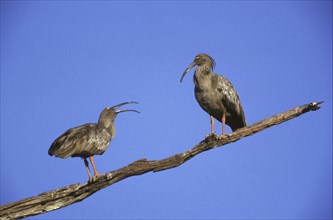 Plumbeous plumbeous ibis