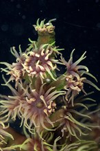 Green tube coral