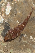 Smallhead Clingfish