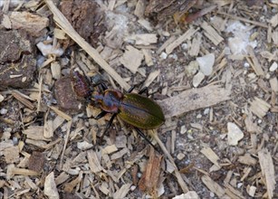 Forest Ground Beetle