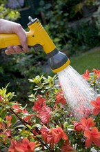 Gardener watering Azalea