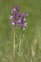 Green-winged green-winged orchid