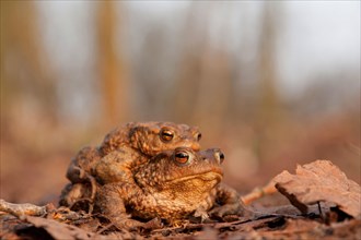 Toad migration