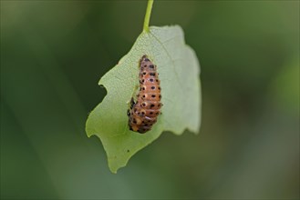 Poplar leaf beetle