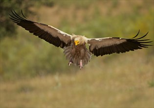 Egyptian Vulture