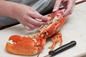 Person preparing cooked lobster
