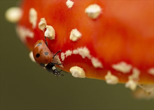 Adult seven-spott ladybird