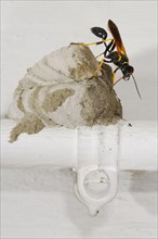 Oriental mortar wasp