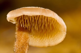 Pinecone mushroom