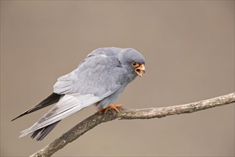 Red-footed falcon