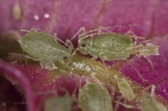 Glasshouse potato aphids or foxglove aphids