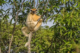 Golden-crowned sifaka