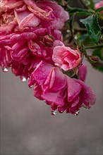 Macro shot of a rose with raindrops
