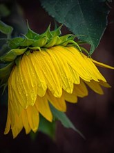 Macro shot of a sunflower with raindrops