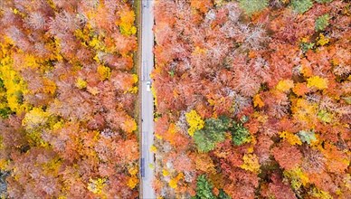 Forest in autumn colourful leaves season aerial view road way