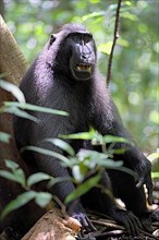 Macaque des Celebes dans le Tangkoko. Celebes black macaque in the Tangkoko. North Sulawesi
