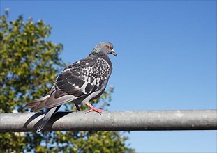 City domestic pigeon