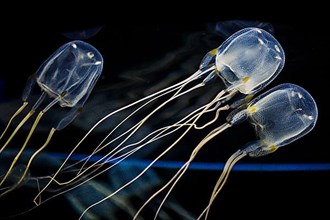 Moon common jellyfish