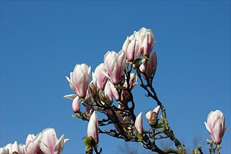 Chinese magnolia
