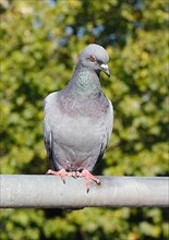 City domestic pigeon