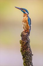 Common kingfisher