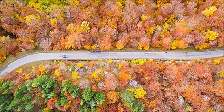 Forest in autumn colourful leaves season aerial view street way panorama