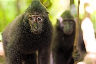 Macaque des Celebes dans le Tangkoko. Celebes black macaque in the Tangkoko. North Sulawesi