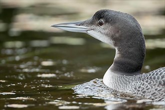 Three months old common loon