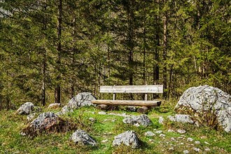 Lonely bench in forest