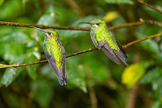 2 female green-crowned brilliant