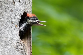 A hungry young pileated woodpecker