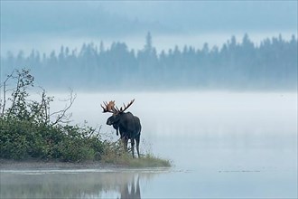 Dominant bull moose standing on a lakeshore during the rut and watching. Alces americanus