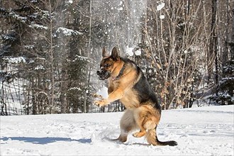 German shepherd playing with snow