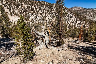Hiking trail between longleaf pines