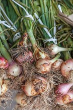 Market sale common onions