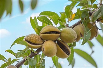 Ripe almonds on an almond tree