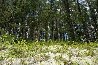 Forest with bluberries -Vaccinium myrtillus- and reindeer lichen -cladonia rangiferina-
